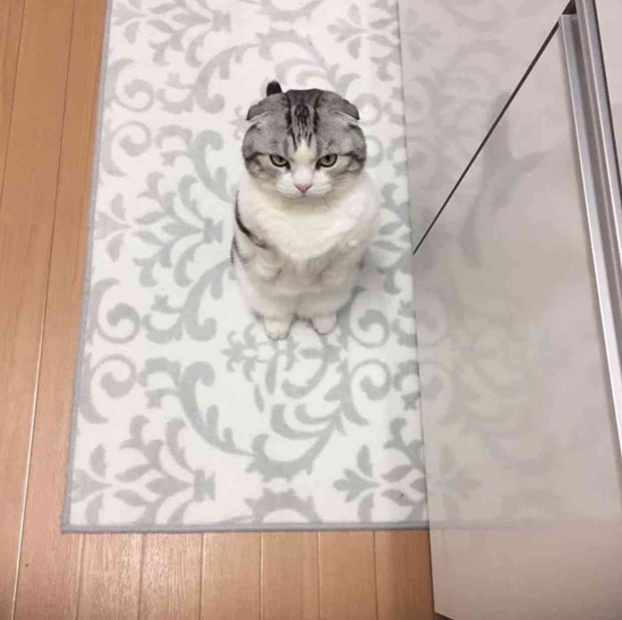 こっち見んな画像を貼るトピ