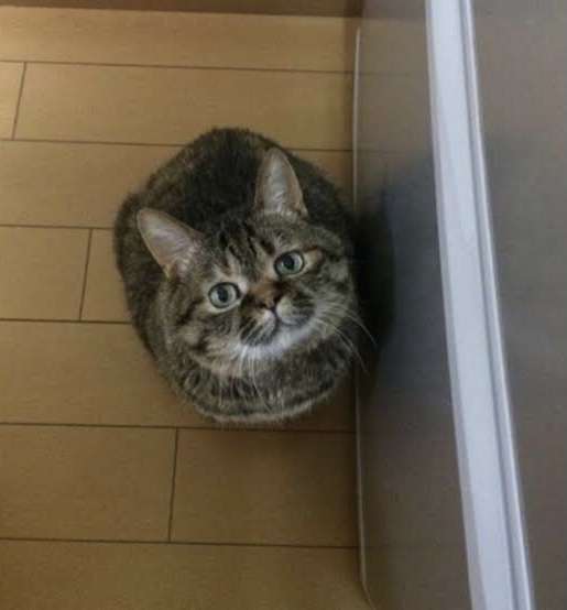 こっち見んな画像を貼るトピ
