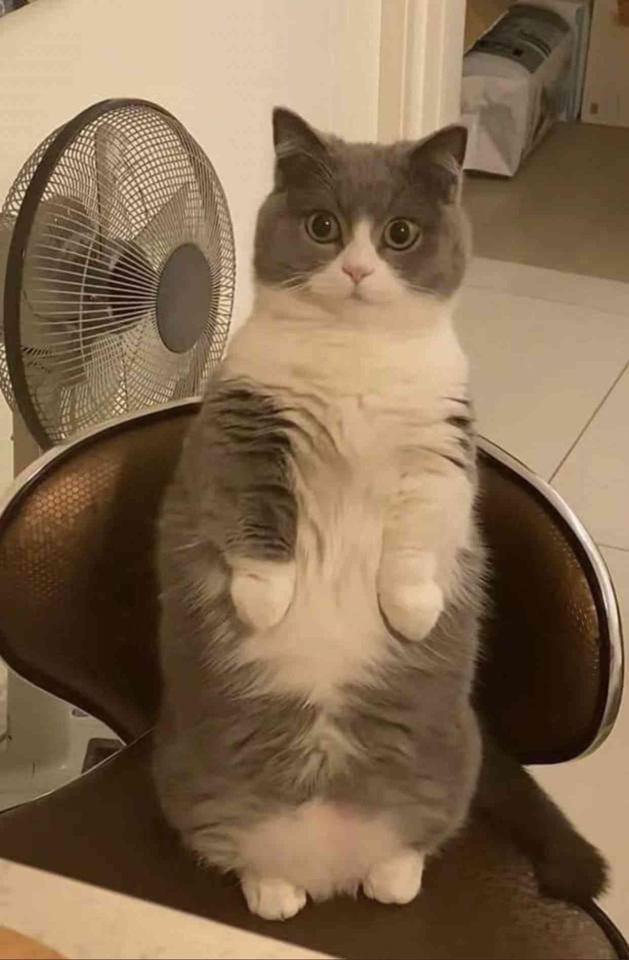 こっち見んな画像を貼るトピ