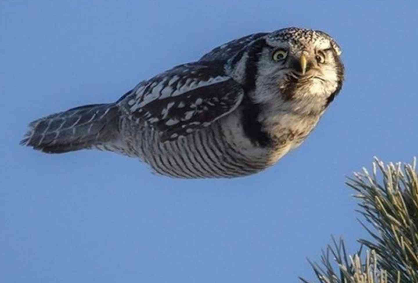 こっち見んな画像を貼るトピ