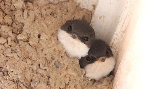 こっち見んな画像を貼るトピ