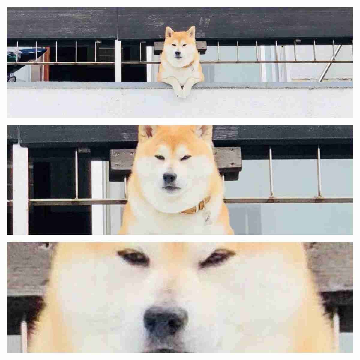こっち見んな画像を貼るトピ