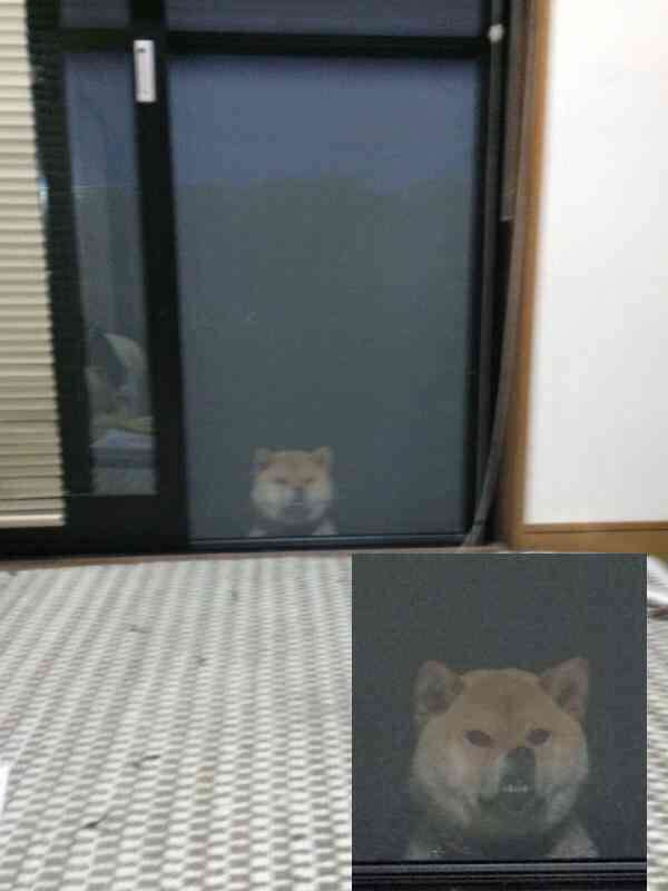 こっち見んな画像を貼るトピ