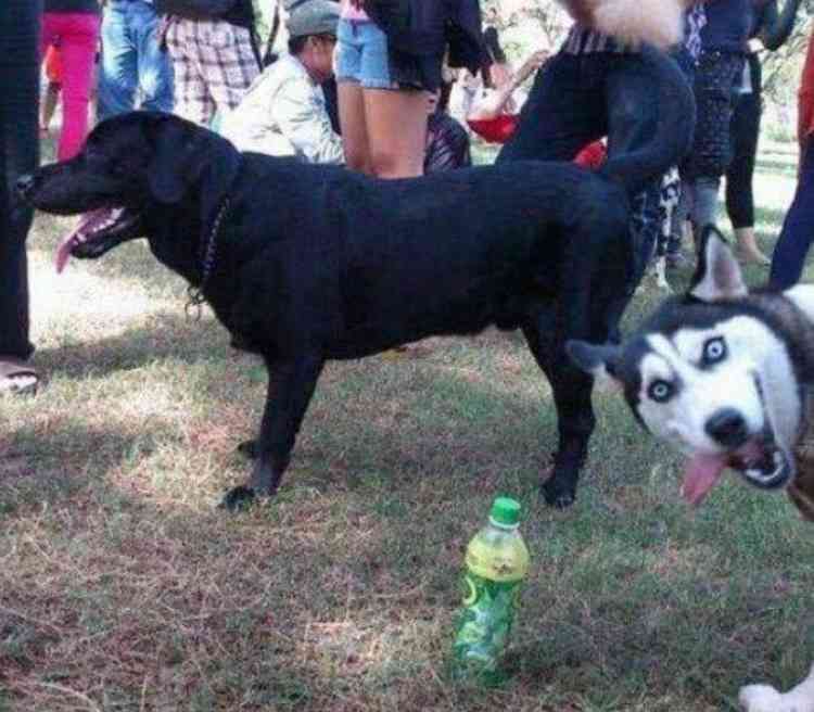 こっち見んな画像を貼るトピ