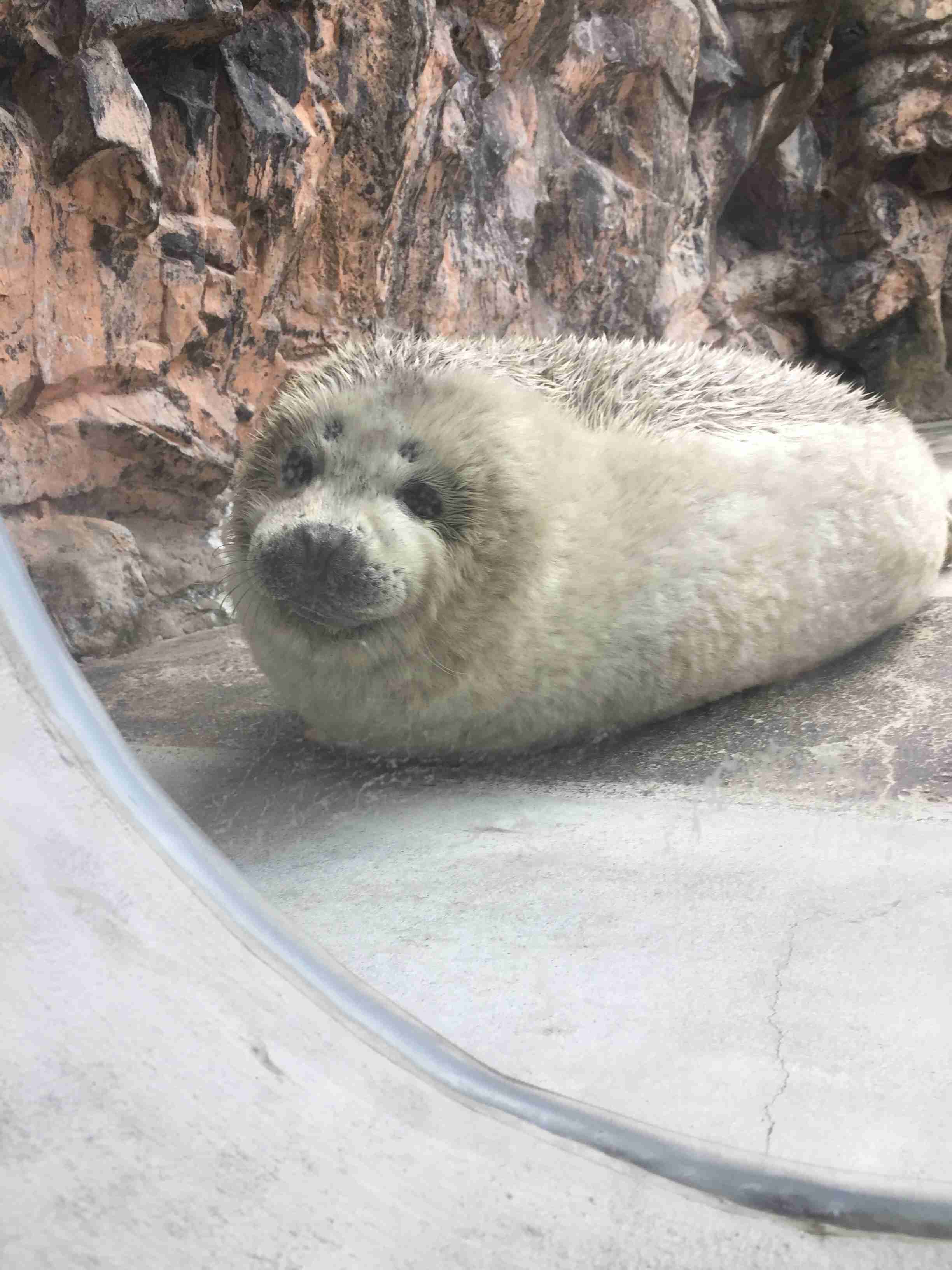 こっち見んな画像を貼るトピ