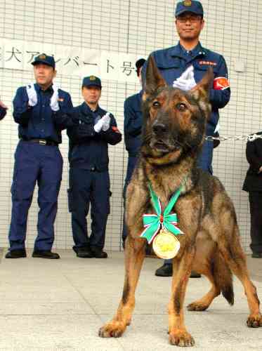 色んな警察犬、救助犬が見たい！
