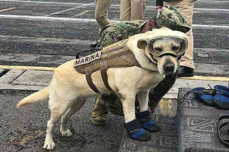 色んな警察犬、救助犬が見たい！