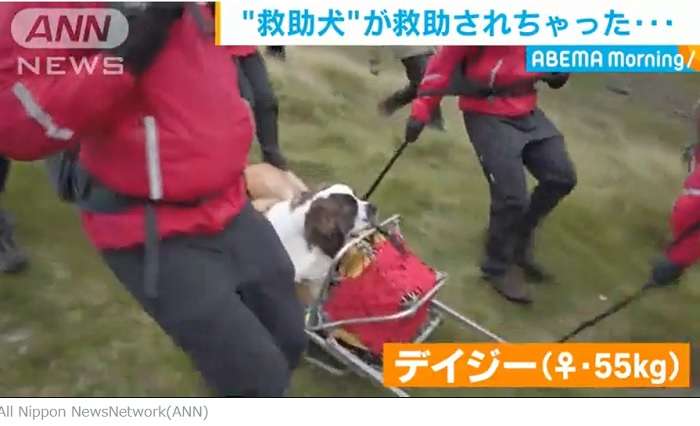 色んな警察犬、救助犬が見たい！