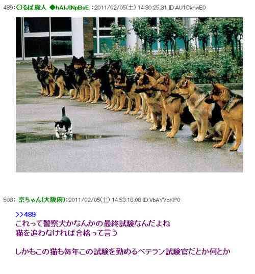 色んな警察犬、救助犬が見たい！