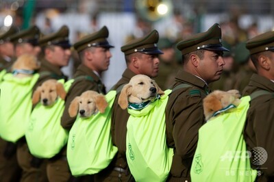 色んな警察犬、救助犬が見たい！