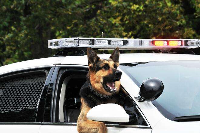 色んな警察犬、救助犬が見たい！