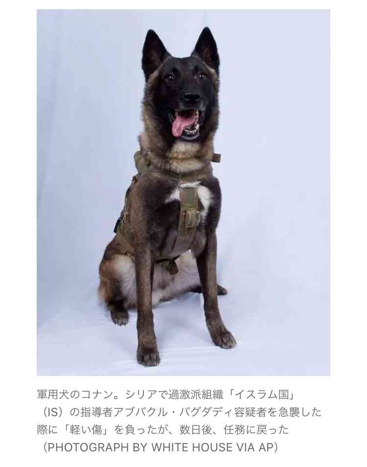 色んな警察犬、救助犬が見たい！