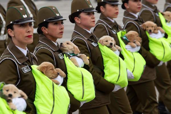 色んな警察犬、救助犬が見たい！