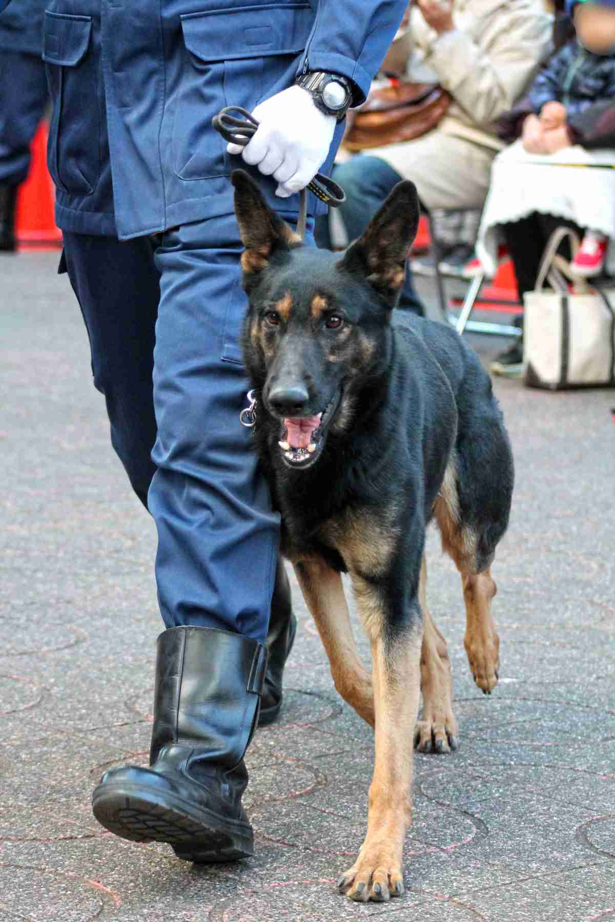 色んな警察犬、救助犬が見たい！