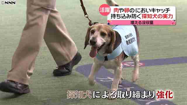 色んな警察犬、救助犬が見たい！