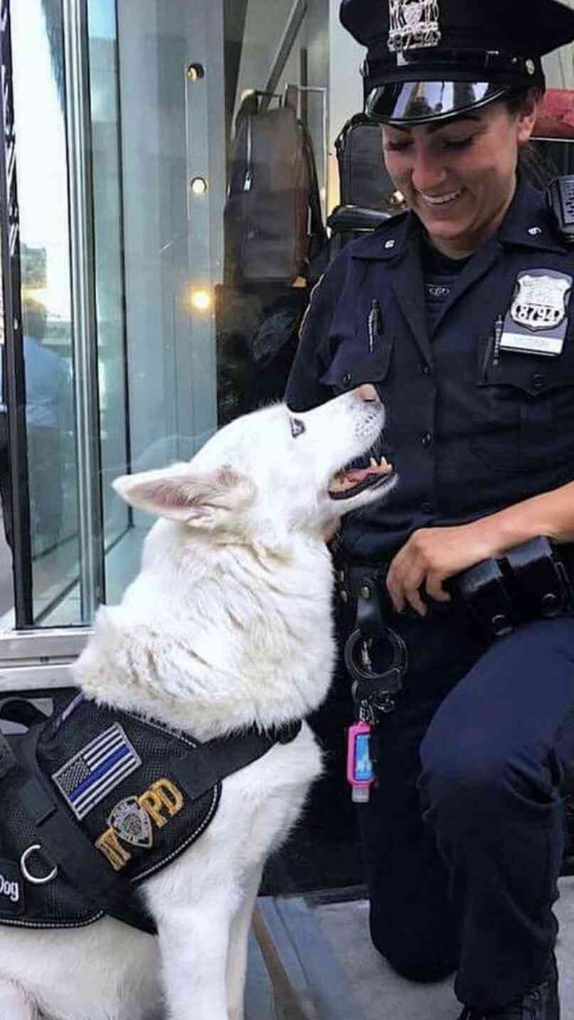 色んな警察犬、救助犬が見たい！