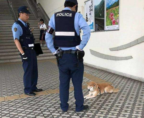 色んな警察犬、救助犬が見たい！