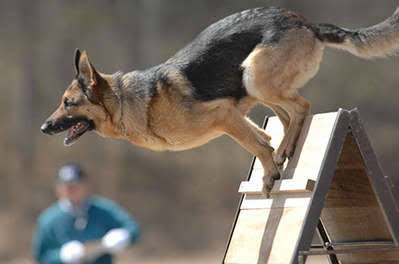 色んな警察犬、救助犬が見たい！