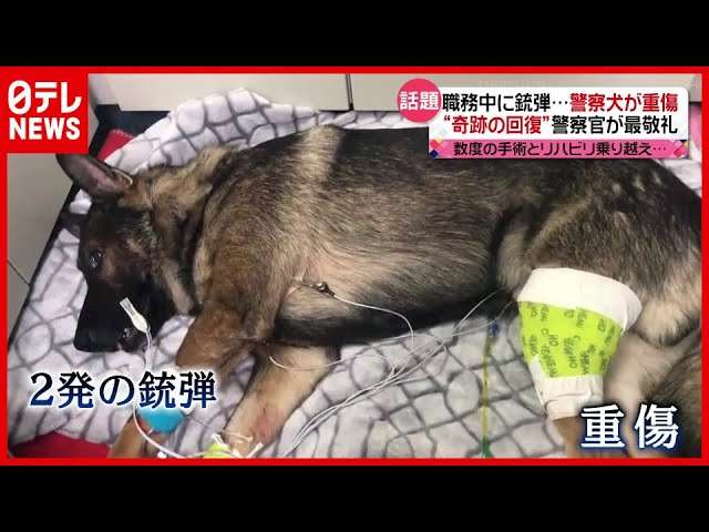 色んな警察犬、救助犬が見たい！