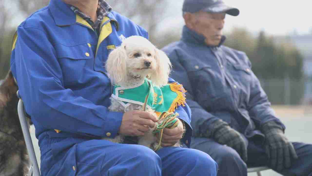 色んな警察犬、救助犬が見たい！