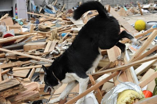 色んな警察犬、救助犬が見たい！