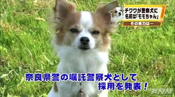 色んな警察犬、救助犬が見たい！
