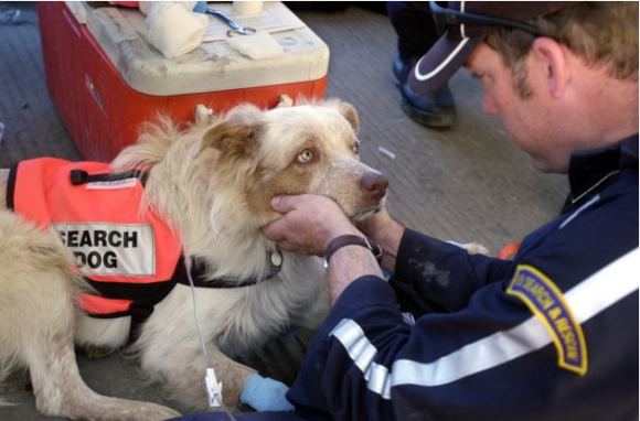 色んな警察犬、救助犬が見たい！