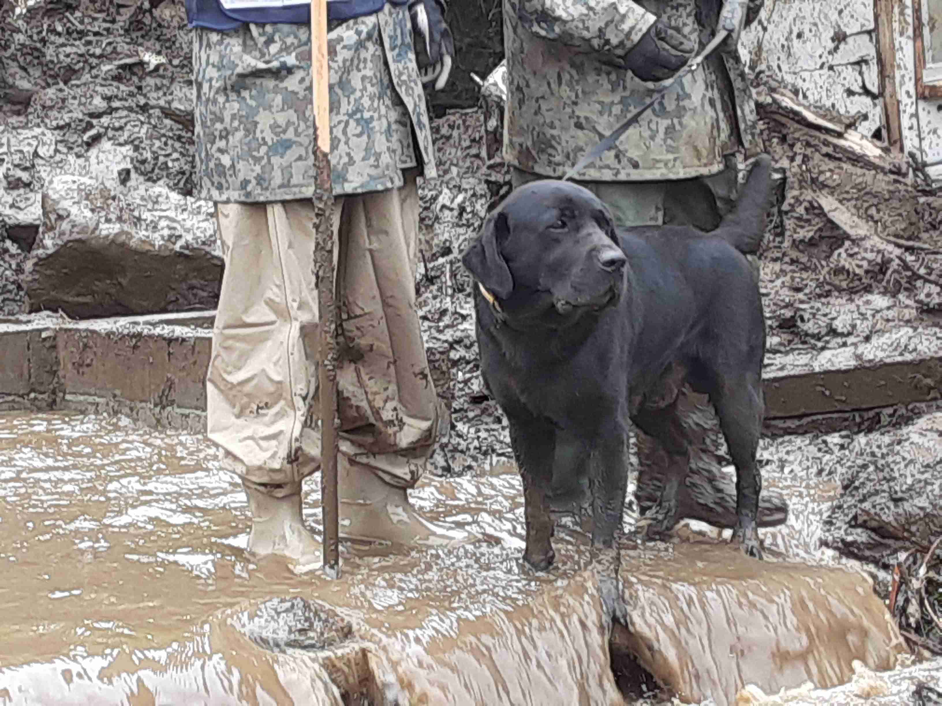 色んな警察犬、救助犬が見たい！