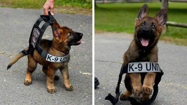 色んな警察犬、救助犬が見たい！