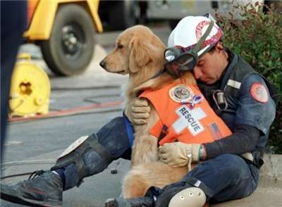 色んな警察犬、救助犬が見たい！