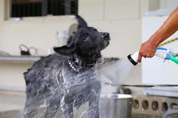 色んな警察犬、救助犬が見たい！
