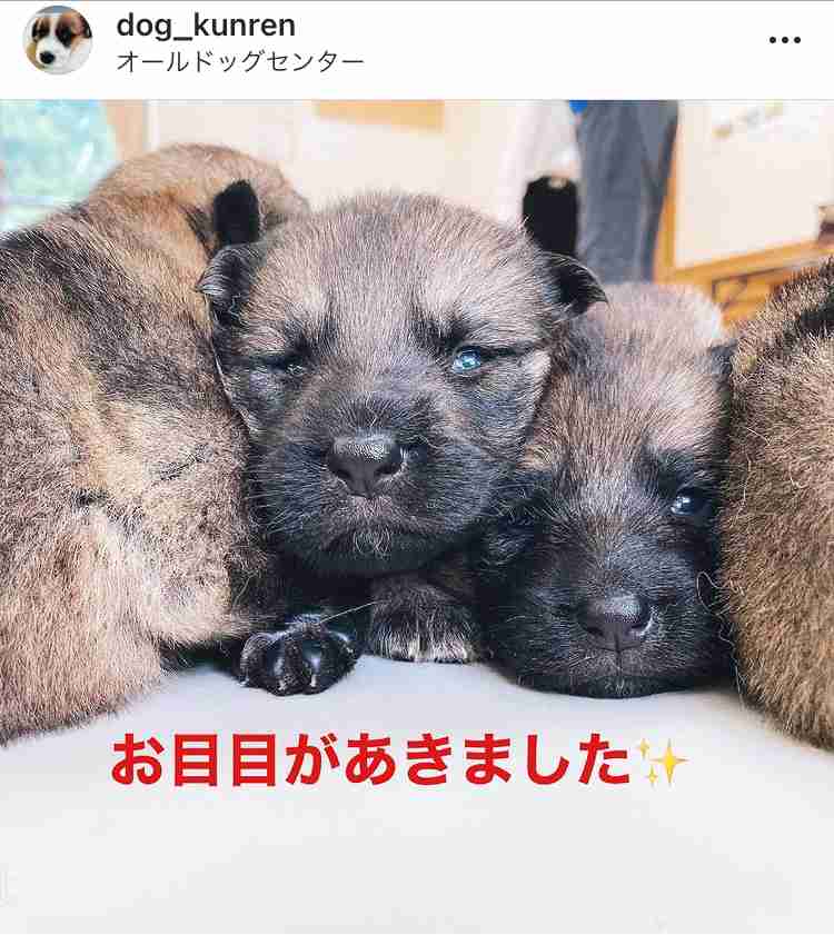 色んな警察犬、救助犬が見たい！