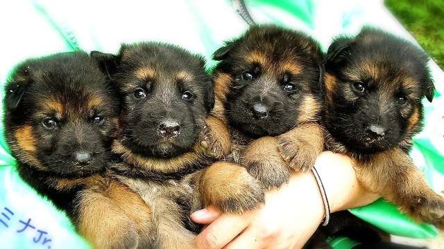 色んな警察犬、救助犬が見たい！