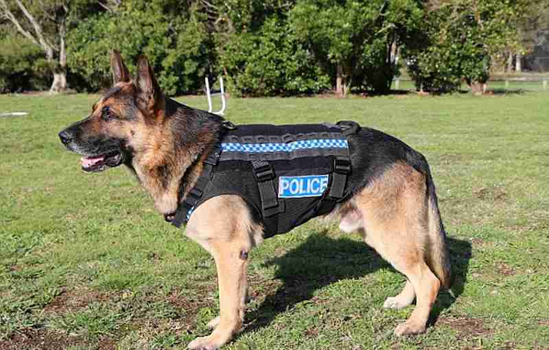 色んな警察犬、救助犬が見たい！