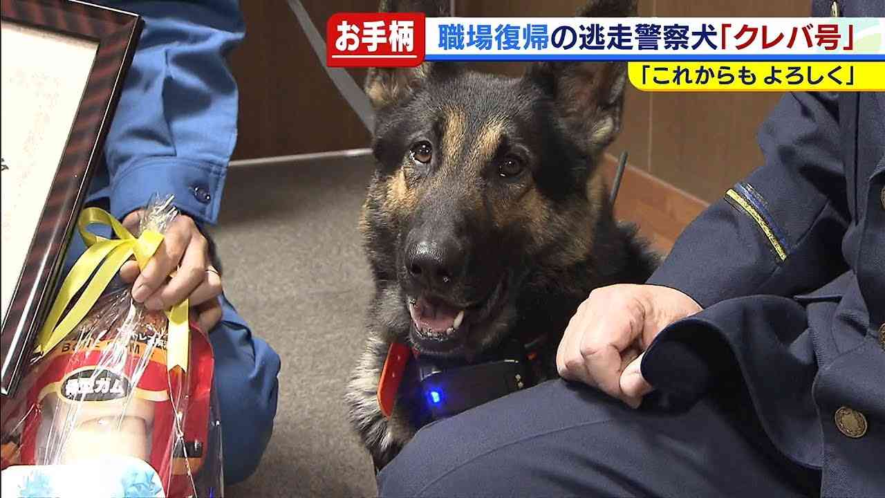 色んな警察犬、救助犬が見たい！