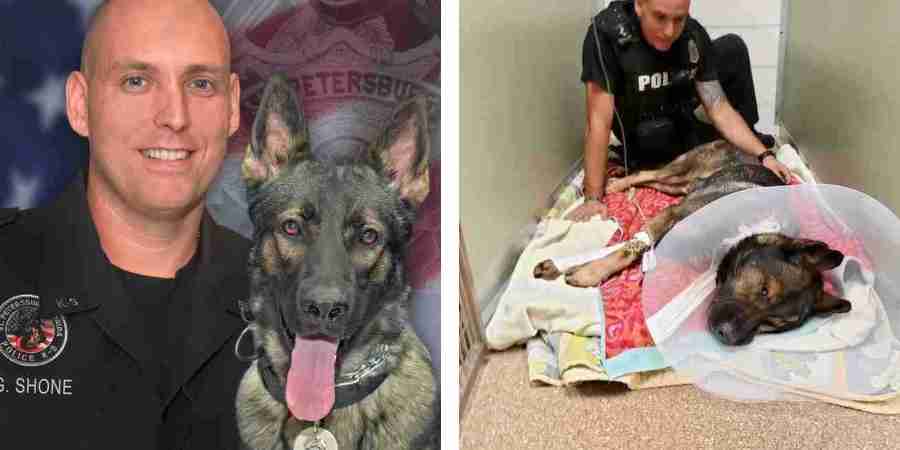 色んな警察犬、救助犬が見たい！