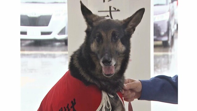 色んな警察犬、救助犬が見たい！