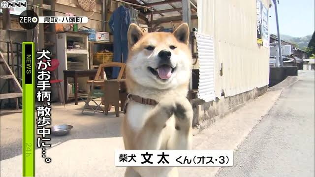 色んな警察犬、救助犬が見たい！