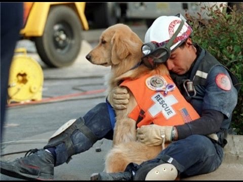 色んな警察犬、救助犬が見たい！