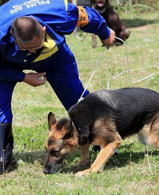 色んな警察犬、救助犬が見たい！