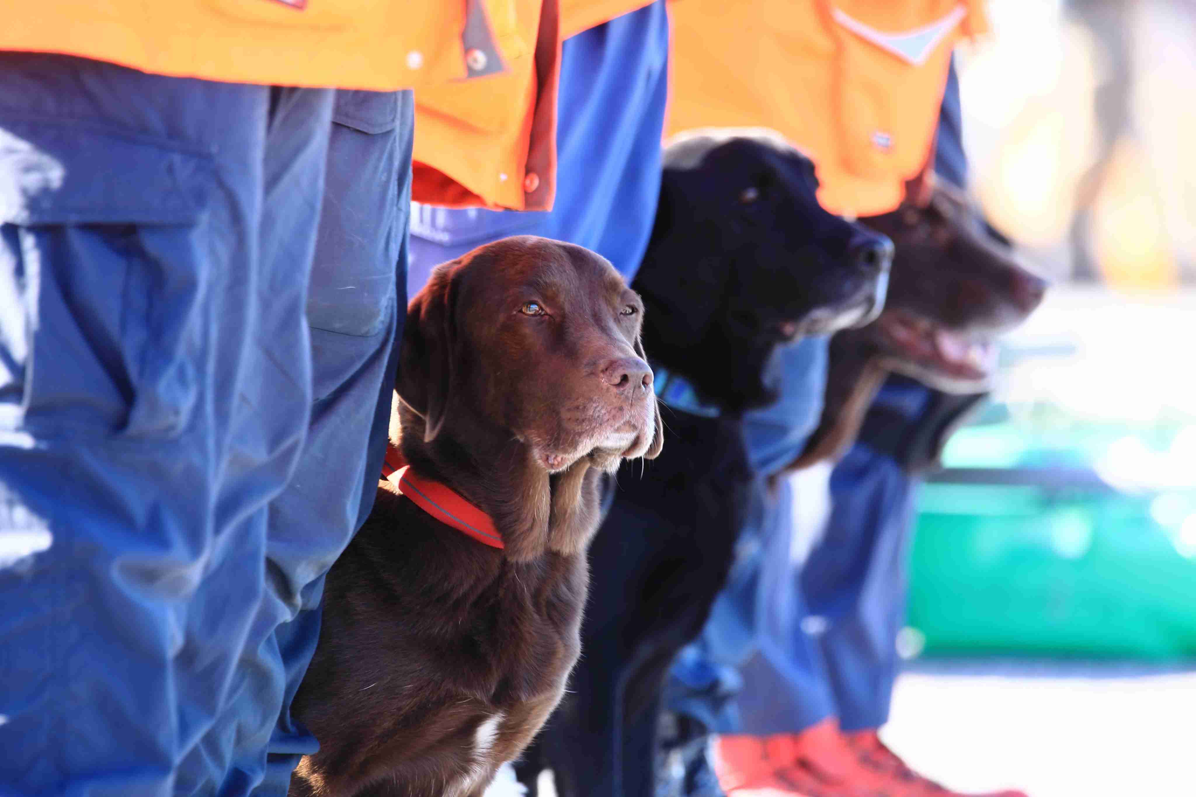 色んな警察犬、救助犬が見たい！