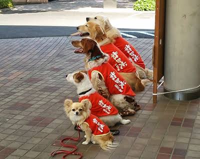 色んな警察犬、救助犬が見たい！