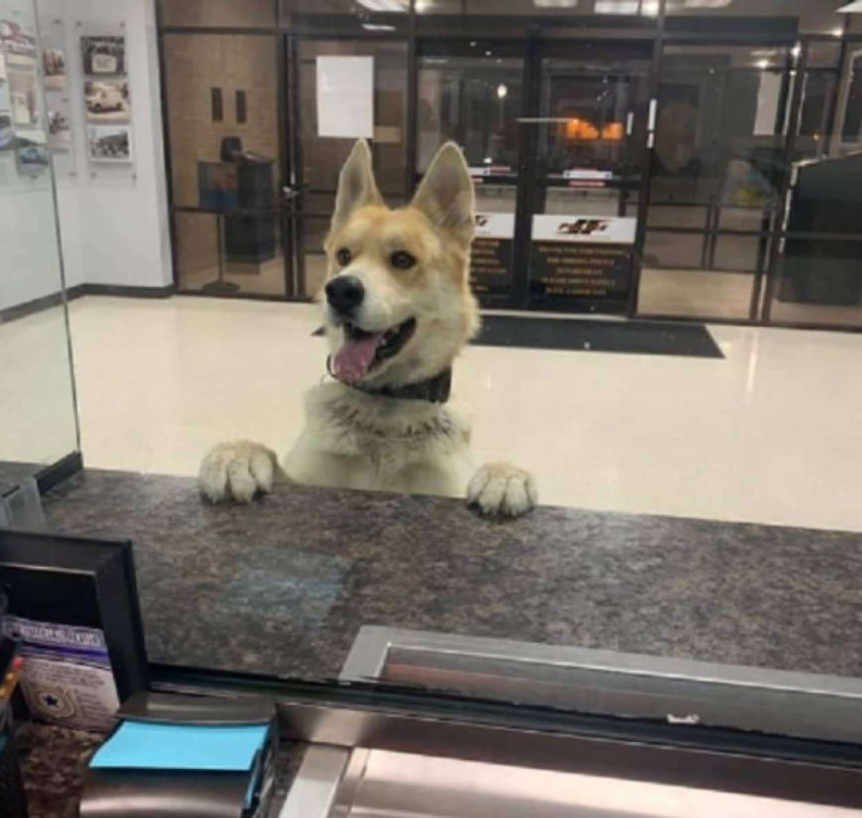 色んな警察犬、救助犬が見たい！