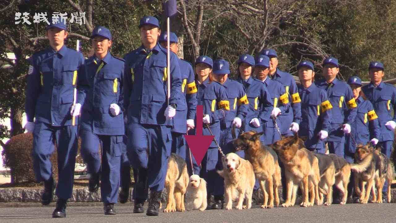 色んな警察犬、救助犬が見たい！
