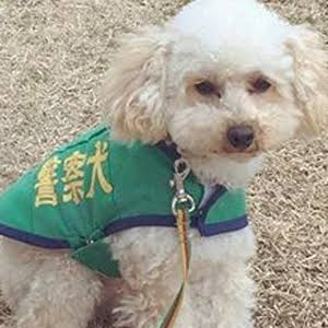 色んな警察犬、救助犬が見たい！