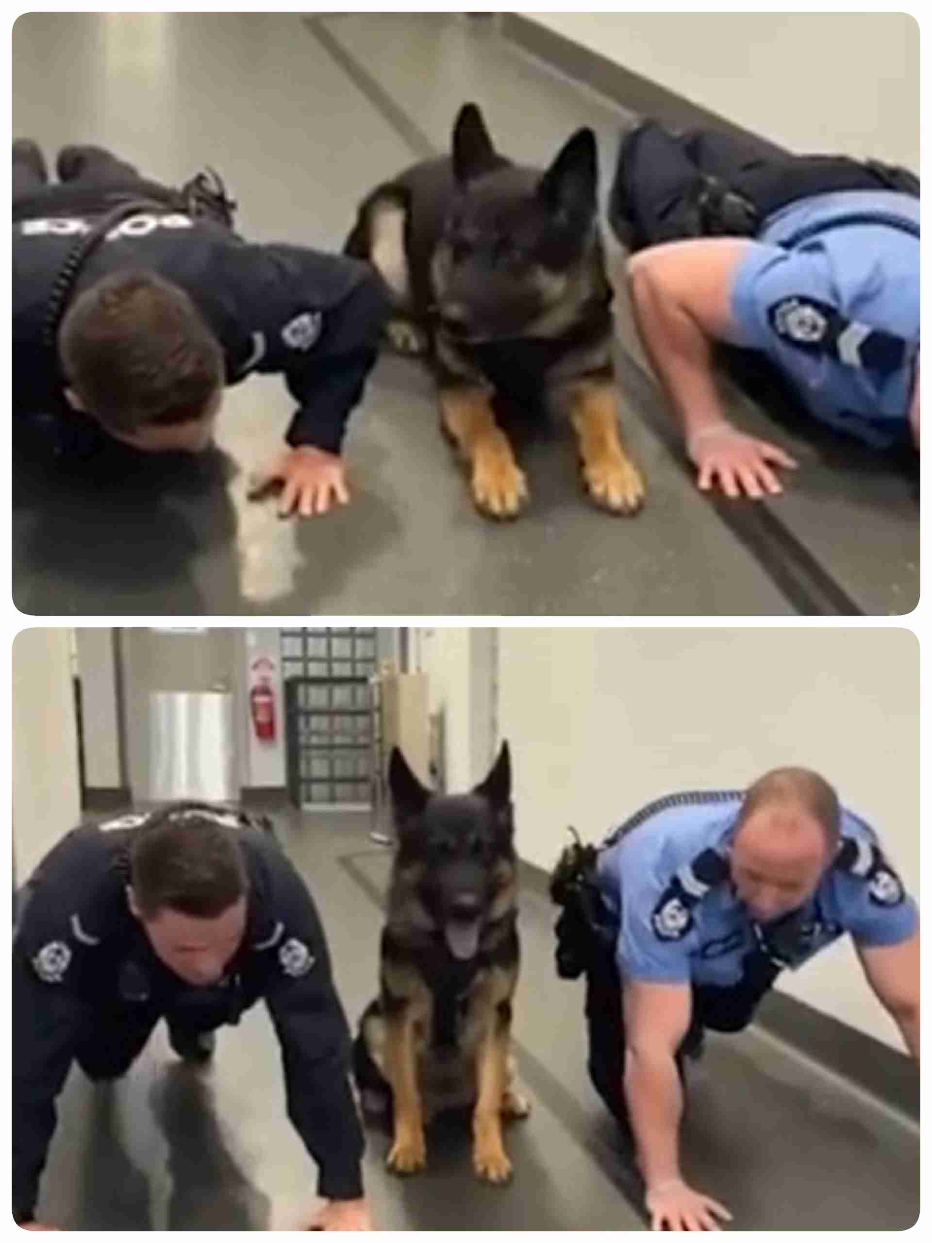 色んな警察犬、救助犬が見たい！
