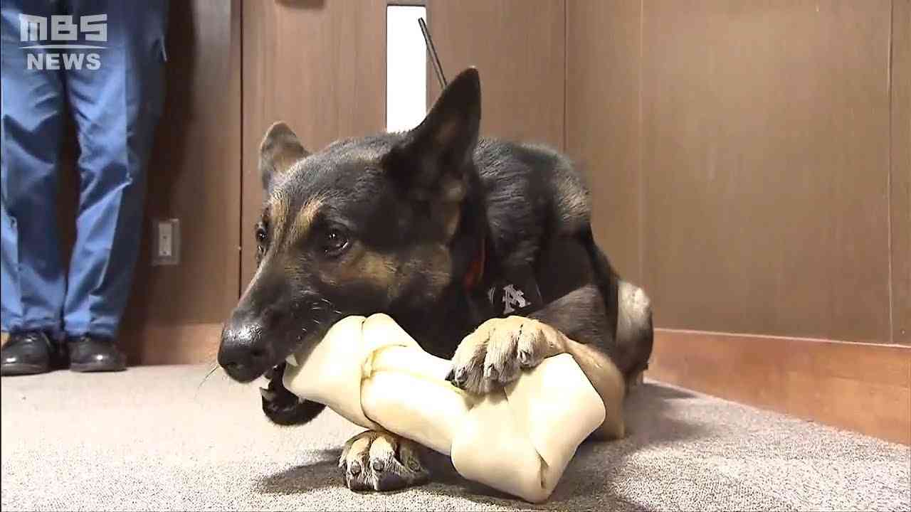 色んな警察犬、救助犬が見たい！