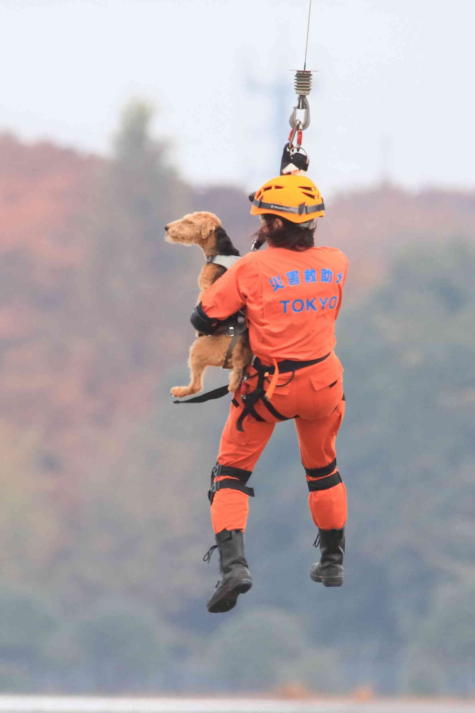 色んな警察犬、救助犬が見たい！