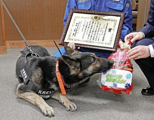 色んな警察犬、救助犬が見たい！