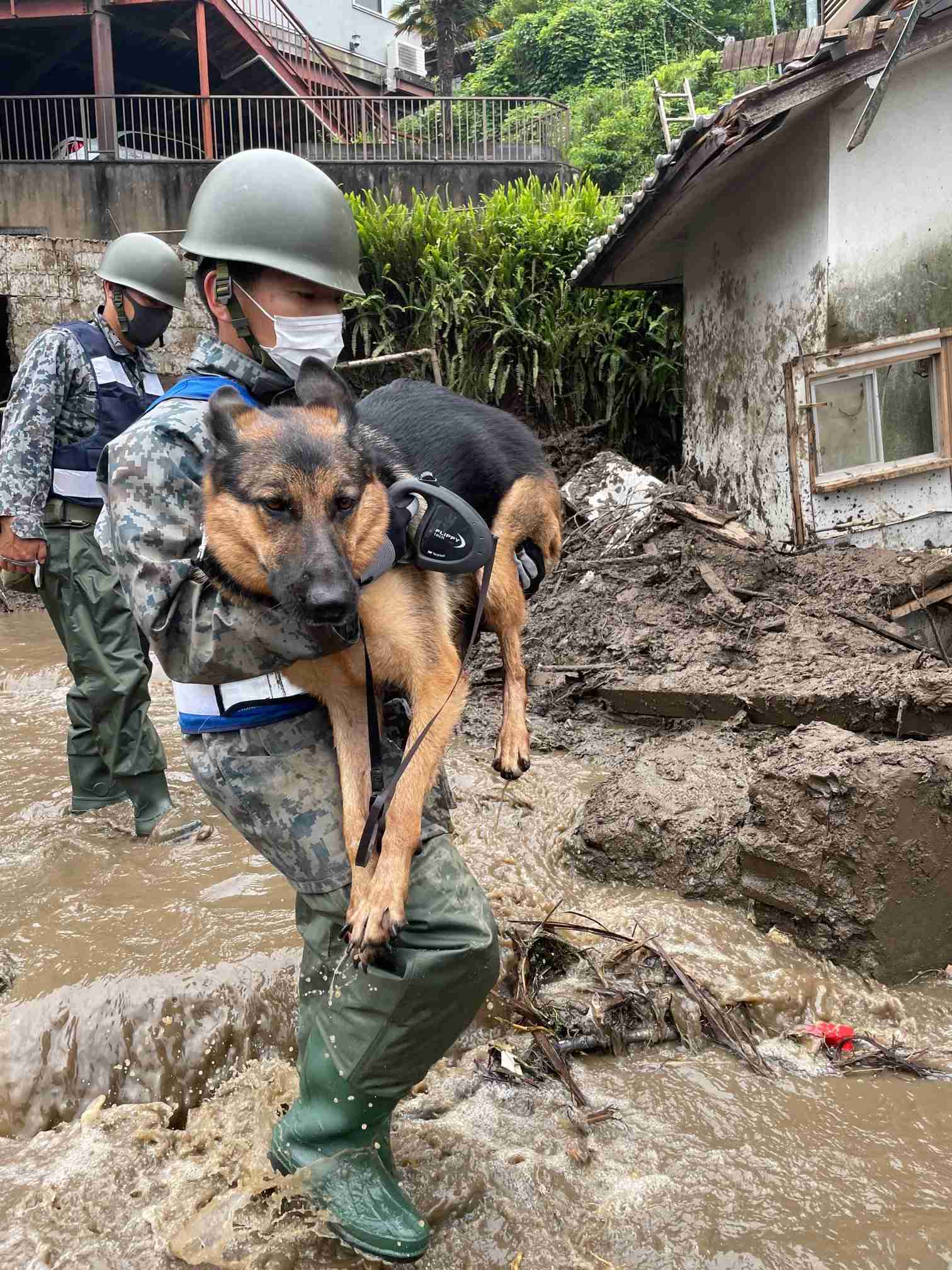 色んな警察犬、救助犬が見たい！